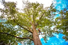 Best Tree Removal  in Laredo, TX